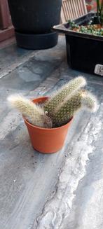 Hildewintera colademononis, Maison & Meubles, Plantes d'intérieur, Enlèvement ou Envoi, Cactus