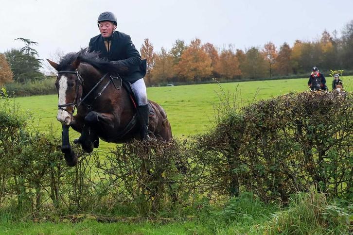 Gemakkelijke alround merrie, Animaux & Accessoires, Chevaux, Jument, 170 à 175 cm, 11 ans ou plus, Cheval de récréation, Avec pedigree