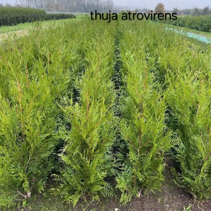 Thuja Atrovirens!, Tuin en Terras, Planten | Struiken en Hagen, Taxus, Ophalen