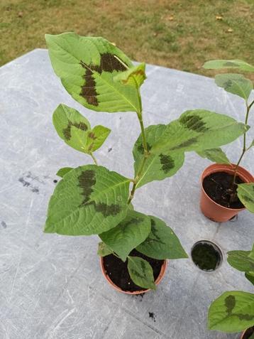 Persicaria Filiformis beschikbaar voor biedingen