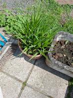 1dagsbloem, Tuin en Terras, Ophalen