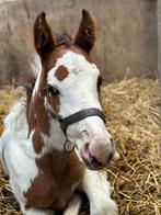 Chique hengstenveulen, Dieren en Toebehoren, Paarden, Springpaard, Hengst, 0 tot 2 jaar, Gechipt