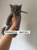 Britse korthaar kittens, Meerdere dieren, Gechipt