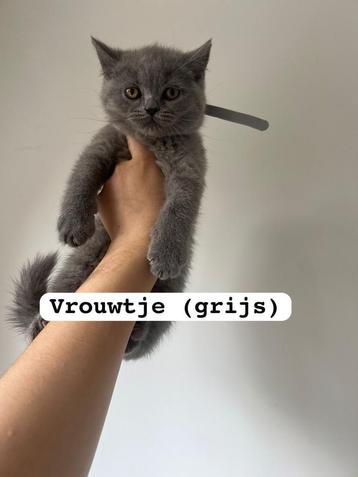 Britse korthaar kittens beschikbaar voor biedingen