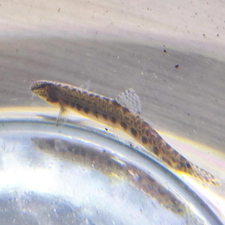 Kleine modderkruiper (Cobitis taenia), Dieren en Toebehoren, Vissen | Aquariumvissen, Zoetwatervis, Vis