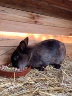 Dwergkonijntjes., Dieren en Toebehoren, Konijnen, Mannelijk, Dwerg, 0 tot 2 jaar