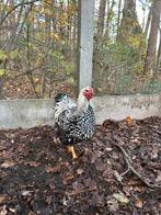 wyandotte hanen 4 stuks, Dieren en Toebehoren, Mannelijk, Kip