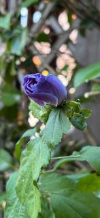 Hibiscus, Tuin en Terras, Planten | Struiken en Hagen, Ophalen, Struik
