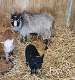 Ouessant schaap ( heel mooi ooitje) 2,5  jaar, Dieren en Toebehoren, Schapen, Geiten en Varkens, Vrouwelijk, Schaap