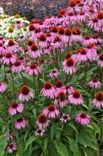 Echinacea purpurea / Zonnehoed, Ophalen, Volle zon