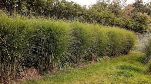 Prachtriet, Tuin en Terras, Planten | Tuinplanten, Vaste plant, Siergrassen, Ophalen