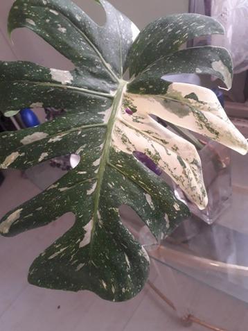 MONSTERA MARYLIN  VARIEGATA- XXL STEK, Huis en Inrichting, Ophalen of Verzenden, Overige soorten, Minder dan 100 cm