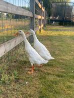 Koppel witte loopeenden, Dieren en Toebehoren, Pluimvee