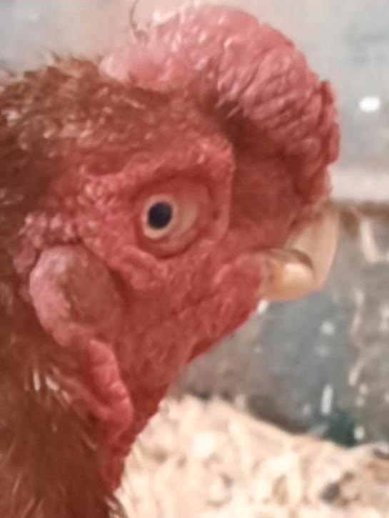 Parrotbeak longtail haan, Dieren en Toebehoren, Pluimvee