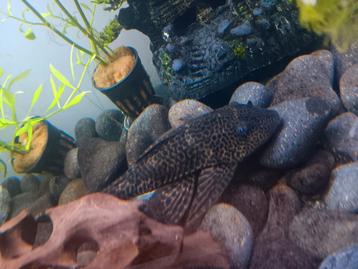pleco beschikbaar voor biedingen