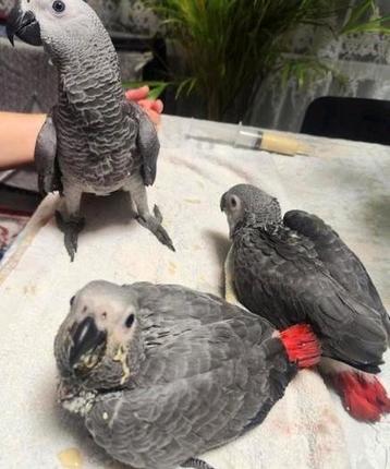 Gris de Gabon élevés à la main  beschikbaar voor biedingen