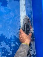 Koi., Dieren en Toebehoren, Vissen | Vijvervissen, Karper of Koi
