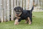 Welsh terriër pups (ouders aanwezig), Dieren en Toebehoren, België, Overige rassen, CDV (hondenziekte), 8 tot 15 weken