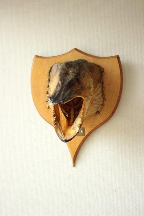Taxidermie opgezette kop vis Snoek, Verzamelen, Dierenverzamelingen, Gebruikt, Gewei of Kop, Ophalen of Verzenden