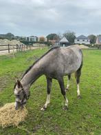 Knappe 3-jarige Arabische volbloed ruin, Ruin, Zadelmak, 3 tot 6 jaar, Recreatiepony