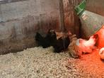 Chabo  kuikens  10 euro per  stuk., Dieren en Toebehoren