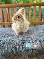 TER ADOPTIE !!  Teddy dwerg voedster gevaccineerd, Dieren en Toebehoren, Klein