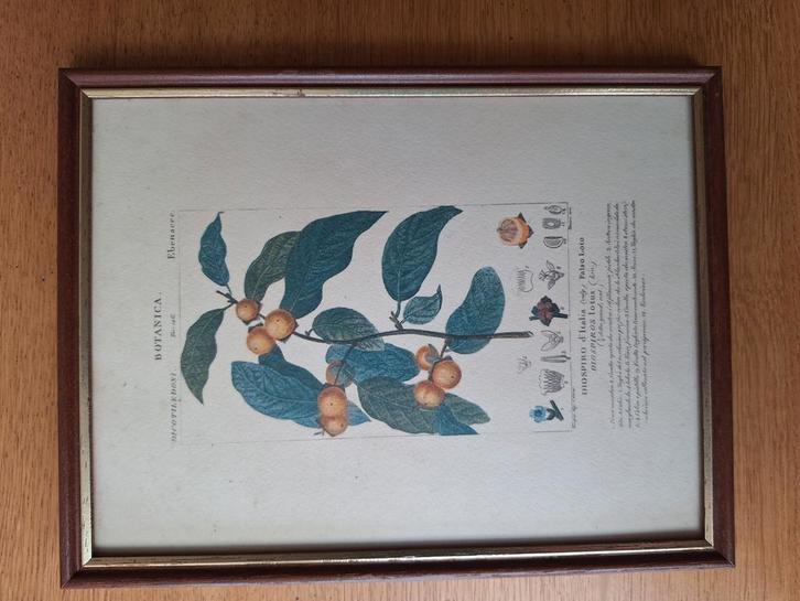 Cadre avec illustration botanique du plaqueminier, Huis en Inrichting, Woonaccessoires | Wanddecoraties, Ophalen of Verzenden