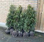 Haagplanten aan stuntprijzen!, Ophalen