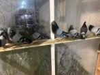 Pigeons de haut vol, pigeons serbes, Animaux & Accessoires