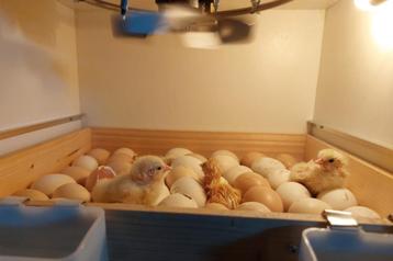 Kuikens Poule de Bresse - zónder medicijnen! beschikbaar voor biedingen
