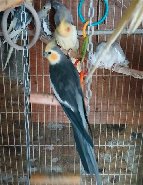 Valkparkiet Geelmasker zuiver Wildkleur jonge man, Kweekrijp, Dieren en Toebehoren, Vogels | Parkieten en Papegaaien, Mannelijk