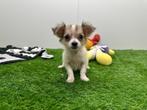 Kruising Chihuahua pups, Dieren en Toebehoren, België, 8 tot 15 weken, CDV (hondenziekte), Meerdere