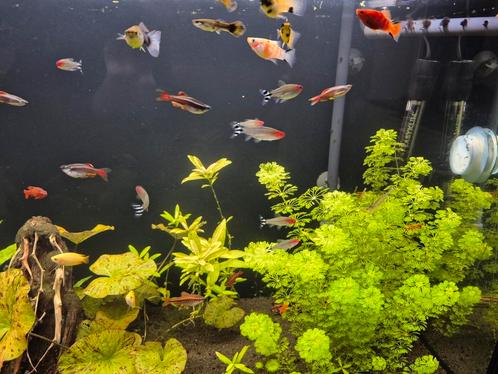Visbestand over te nemen, Dieren en Toebehoren, Vissen | Aquariumvissen