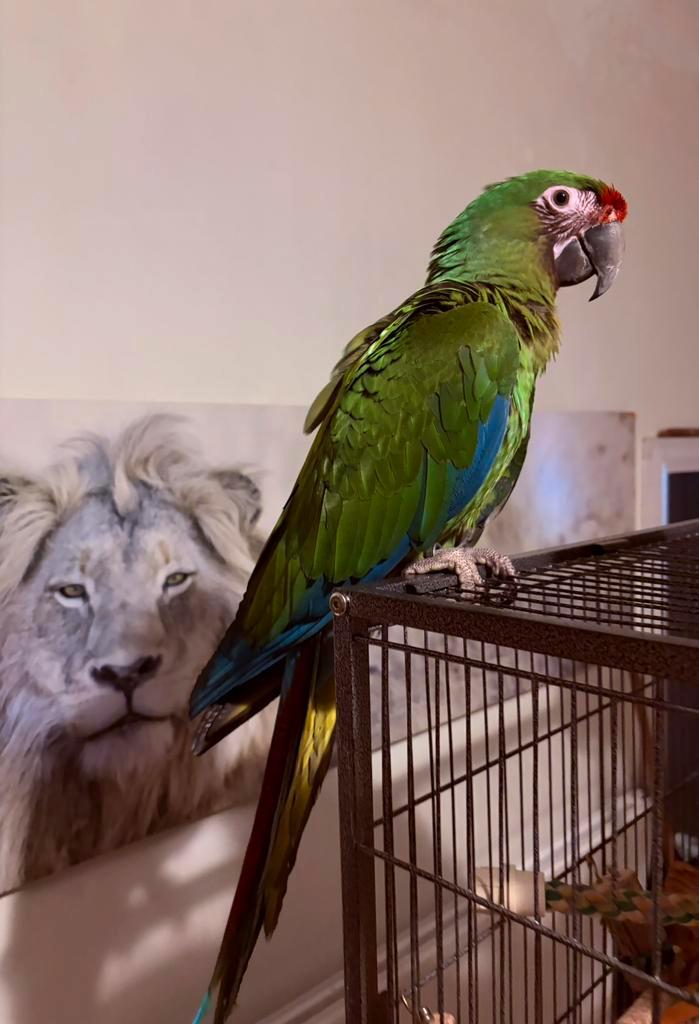 Handtamme soldaten ara, Dieren en Toebehoren, Vogels | Parkieten en Papegaaien, Papegaai, Vrouwelijk, Pratend, Tam, Geringd