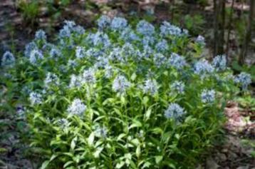 Amsonia beschikbaar voor biedingen