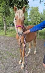 New forest pony, Hengst, Gechipt, 0 tot 2 jaar