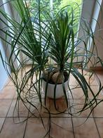 Kamerplant., Ophalen