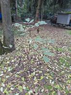 Okkernoten boom, Tuin en Terras, Planten | Bomen, Ophalen of Verzenden