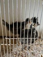 Sierkippen, Dieren en Toebehoren, Pluimvee, Geslacht onbekend, Kip