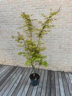 Japanse Esdoorn: Acer Palmatum “Osakazuki”, Halfschaduw, Vaste plant, Lente, Overige soorten