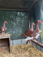 3 jonge Deense Tuimelaars, Dieren en Toebehoren, Geslacht onbekend, Tuimelaar of Roller