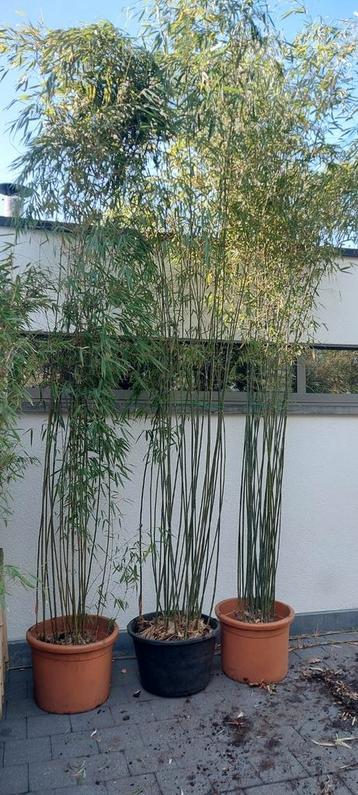 niet woekerende bamboe , fargesia rufa