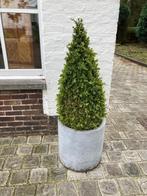 Buxus in stenen pot, Jardin & Terrasse, Plantes | Arbustes & Haies, Enlèvement, Buis