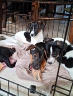 Lieve jack russell pups op boerderij ouders aanwezig, Dieren en Toebehoren, Parvo, België, Jack Russell Terriër, 8 tot 15 weken