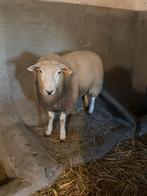 Ram, Dieren en Toebehoren