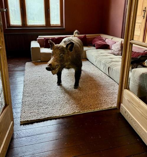 taxidermie prachtig opgezet everzwijn, Verzamelen, Dierenverzamelingen, Gebruikt, Opgezet dier, Wild dier, Ophalen