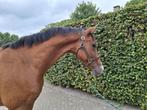 Chique 12 jarige kameraad voor jumping / dressuur of manege, Dieren en Toebehoren, Paarden, Springpaard, Ruin, 170 tot 175 cm