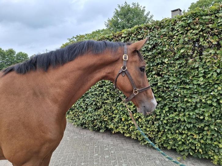 Chique 12 jarige kameraad voor jumping / dressuur of manege, Dieren en Toebehoren, Paarden, Ruin, L, 170 tot 175 cm, 11 jaar of ouder