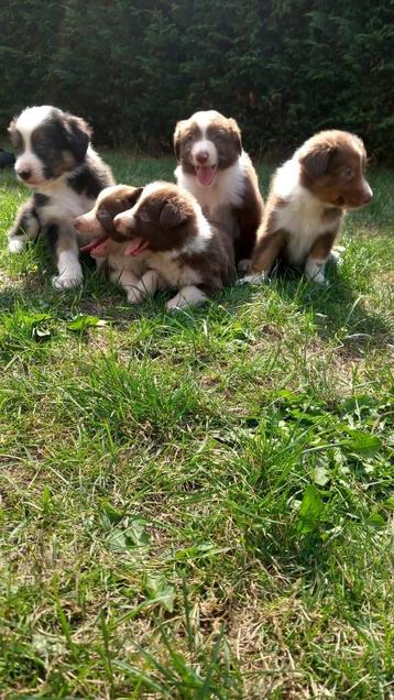 Leuke border collie pups beschikbaar voor biedingen