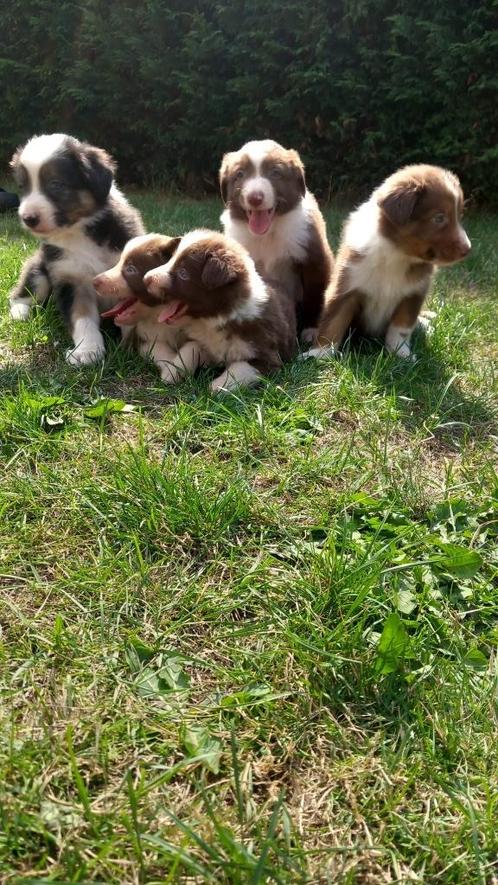 Leuke border collie pups, Dieren en Toebehoren, Honden | Herdershonden en Veedrijvers, Meerdere dieren, Collie, Fokker | Professioneel